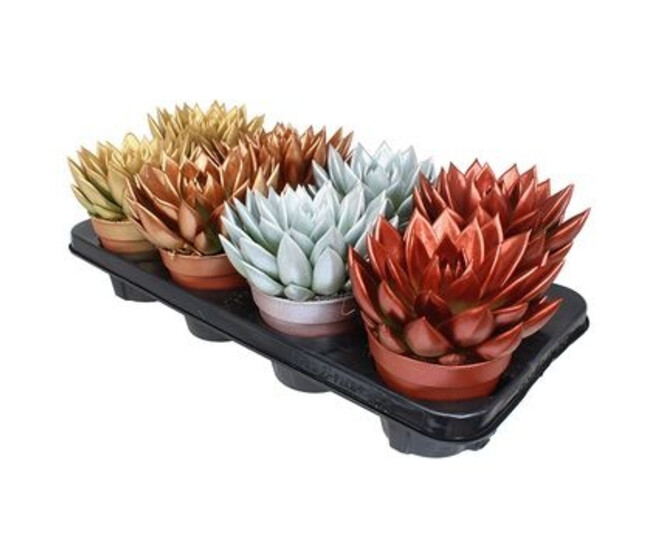 ECHEVERIA TEINTE METALLIC