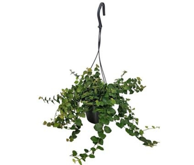 FICUS PUMILA SUNNY SUSP