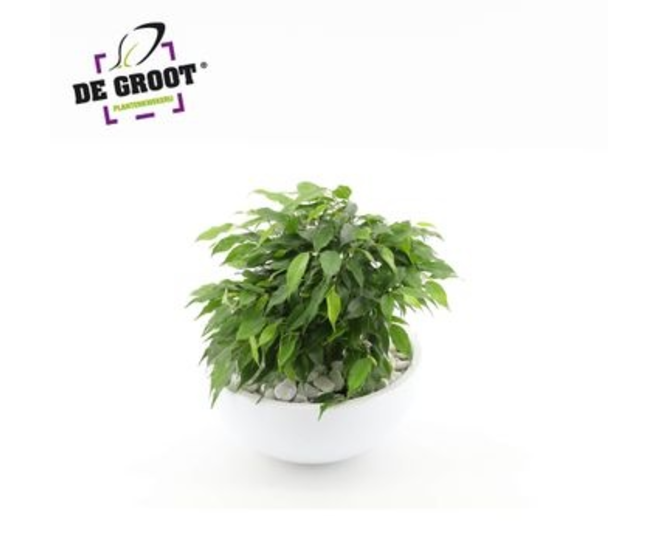 FICUS KINKY COUPE CERAM BLANCHE