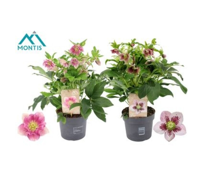 HELLEBORE ORIENTALIS