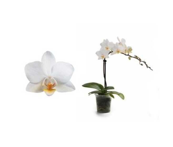PHALAENOPSIS 1BR BLANC