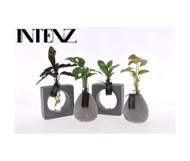 PLANTES VERTES VERRE
