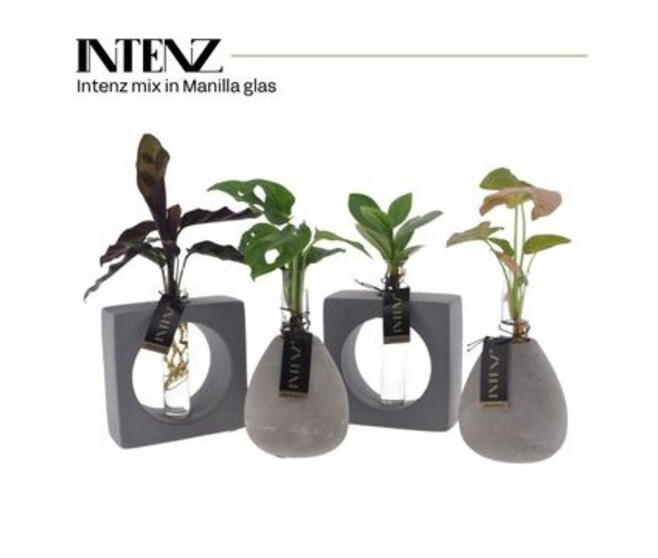 PLANTES VERTES VERRE