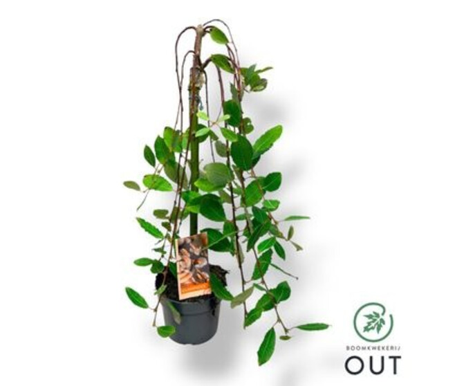 SALIX KILMARNOCK TIGE