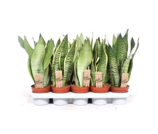 SANSEVIERIA VARIES