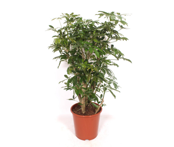 SCHEFFLERA COMPACTA