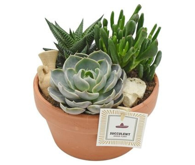 SUCCULENTE COUPE TERRE