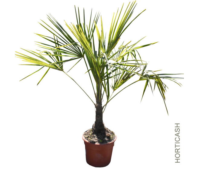 CHAMAEROPS EXCELSA