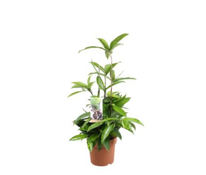 DRACAENA SURCULOSA