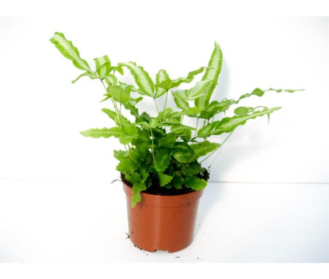 PTERIS CRETICA
