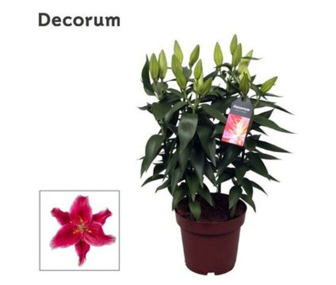 LILIUM STARLIGHT EXPRESS ROSE 5PP