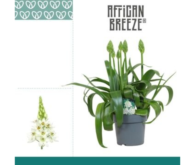 ORNITHOGALUM BLANC P GRIS