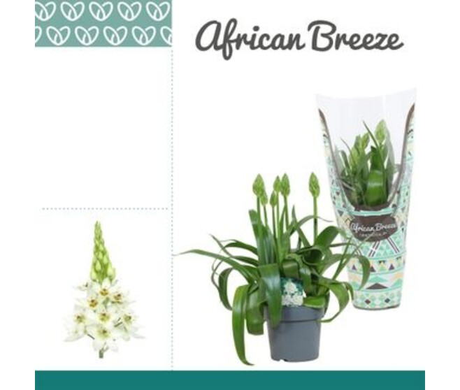 ORNITHOGALUM BLANC P GRIS