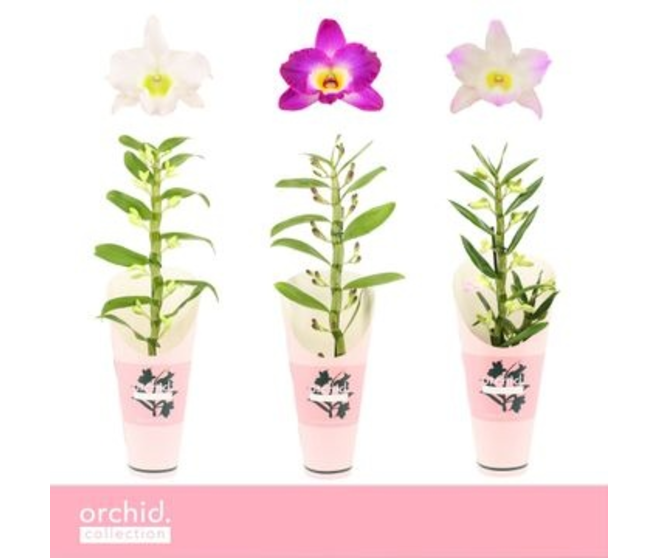 DENDROBIUM 1BR NOBILE VARIES