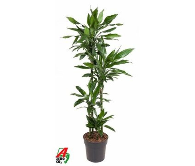 DRACAENA JANET LIND RAMIFIE