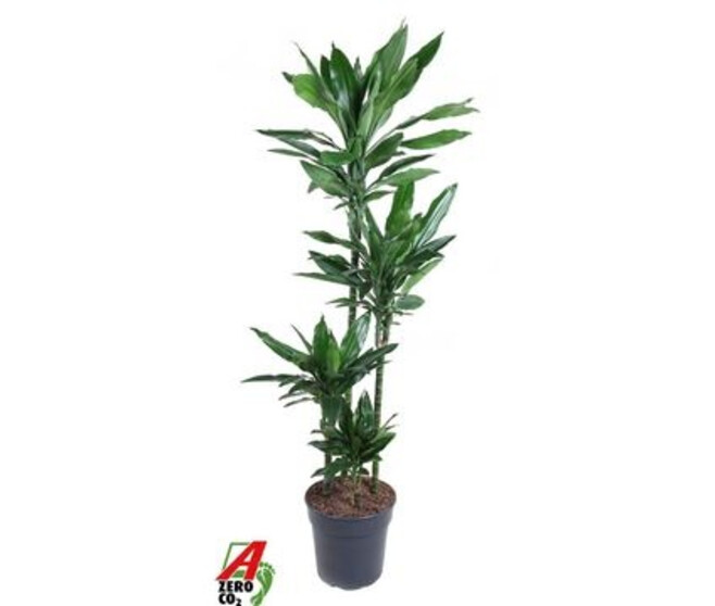 DRACAENA JANET LIND RAMIFIE