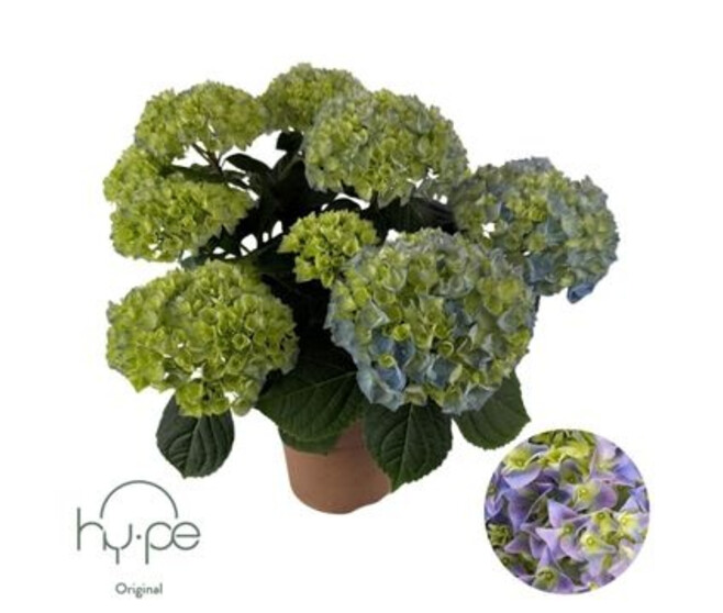 HORTENSIA 7FL BLEU