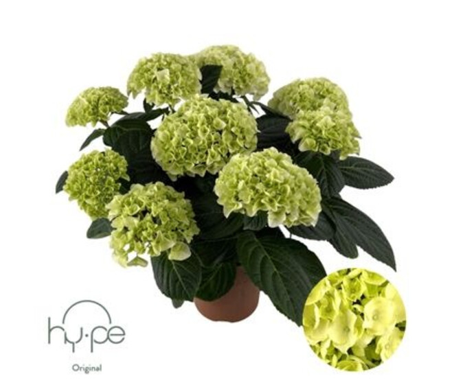 HORTENSIA 7FL BLANC