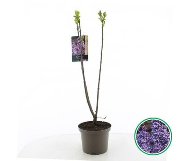 SYRINGA LILAS