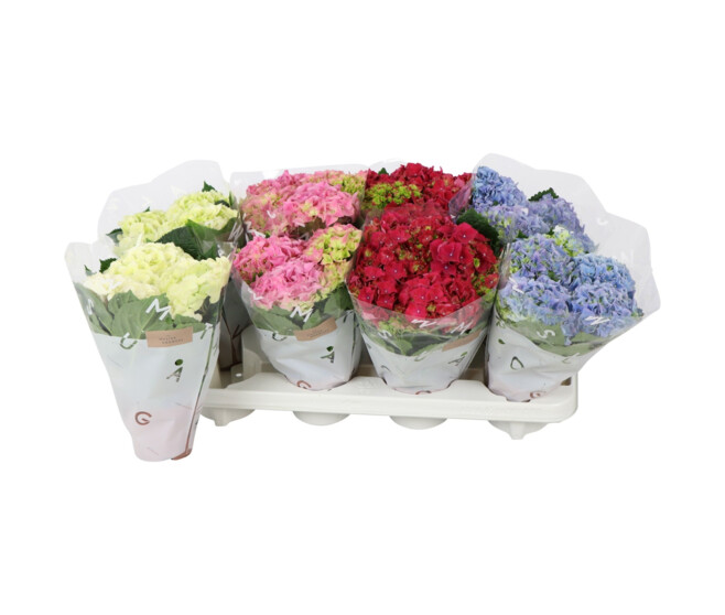 HORTENSIA 3/5FL VARIES