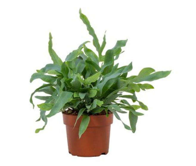 PHLEBODIUM BLUE STAR