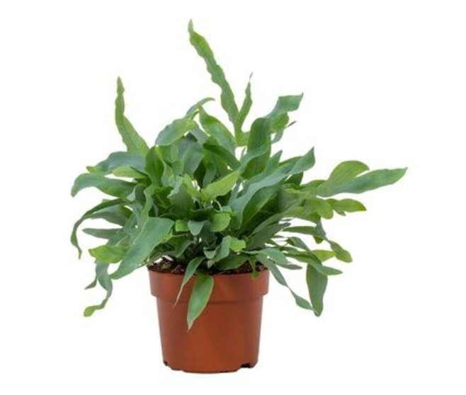 PHLEBODIUM BLUE STAR