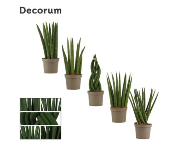 SANSEVIERIA VARIES