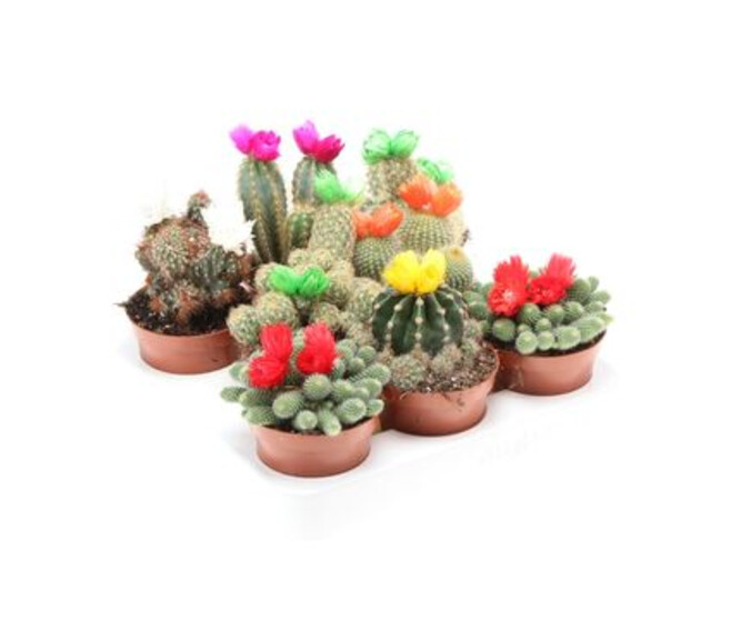 CACTUS FL IMIT