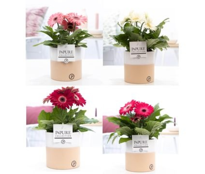 GERBERA CERAM