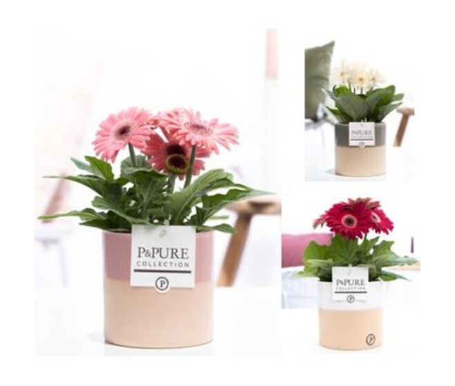 GERBERA CERAM