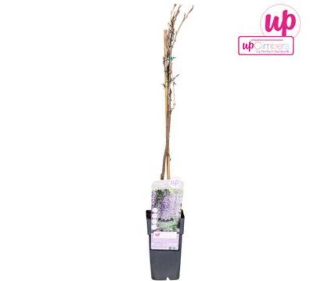 WISTERIA PYRAM