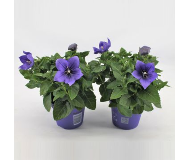PLATYCODON GRANDIFLORUM BLEU