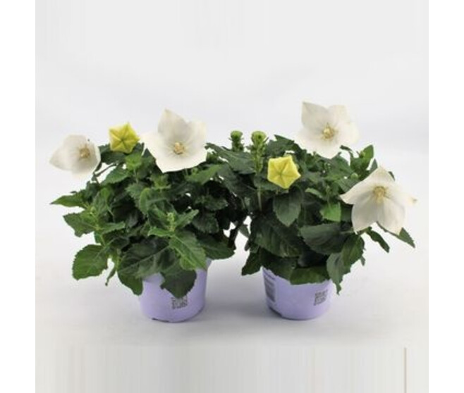 PLATYCODON GRANDIFLORUM BLANC