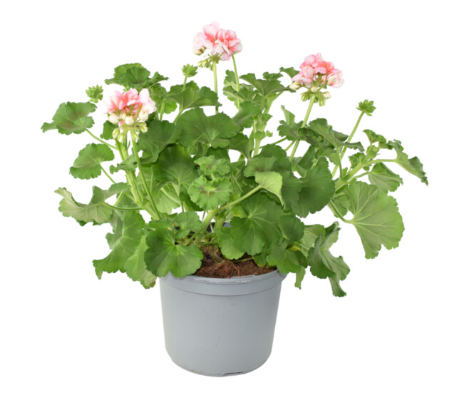 GERANIUM ZONAL P COLORE