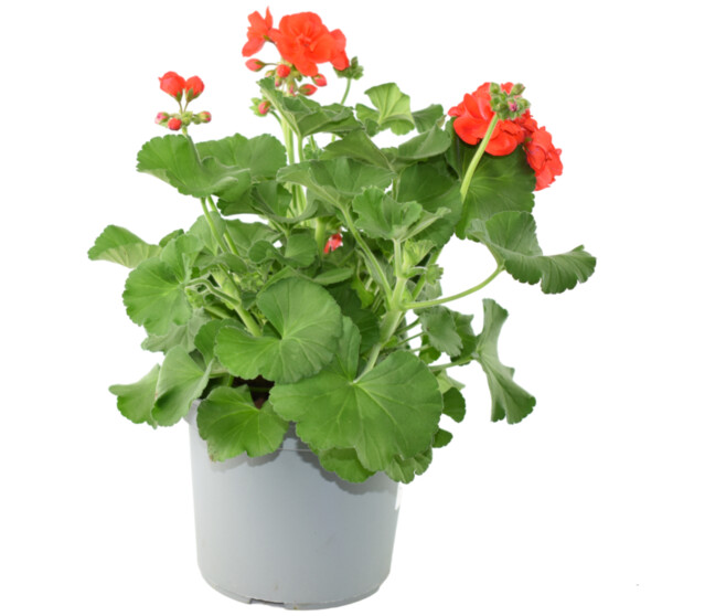 GERANIUM ZONAL P COLORE