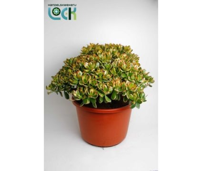 CRASSULA SUNSET