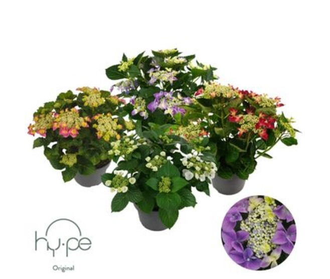 HORTENSIA 7FL+