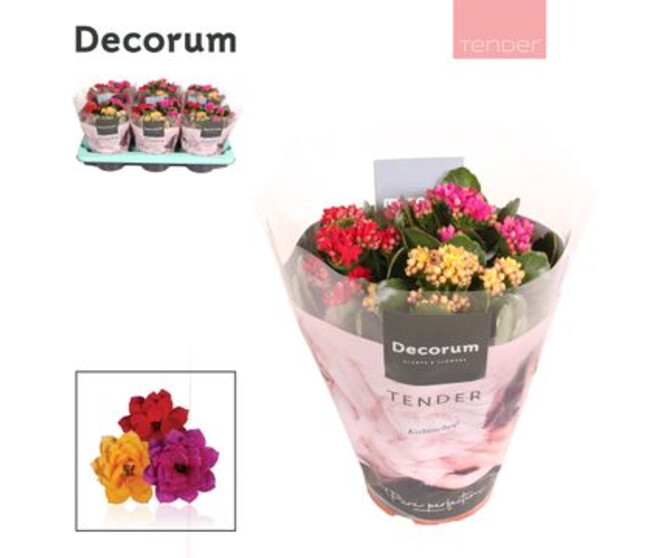 KALANCHOE FL DBLE 3COULEURS