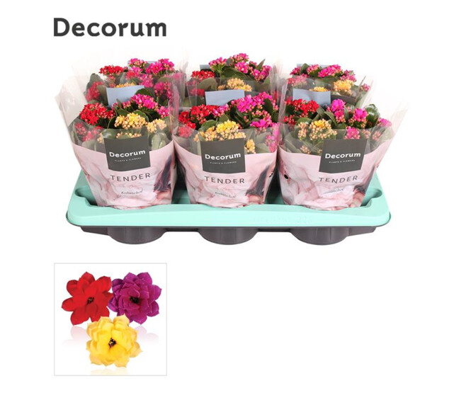 KALANCHOE FL DBLE 3COULEURS