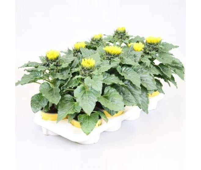 HELIANTHUS SUNSATION