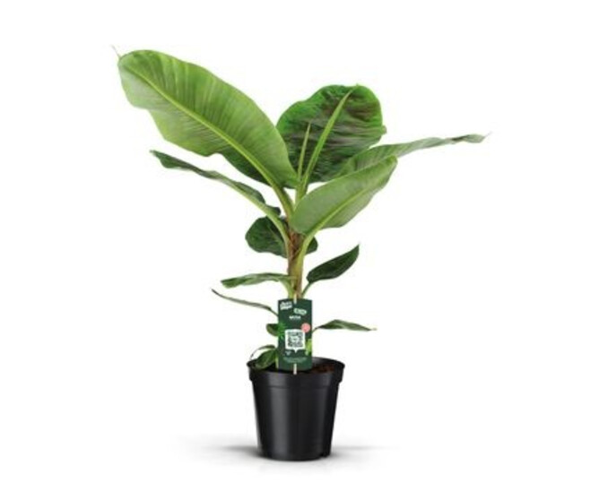 MUSA DWARF