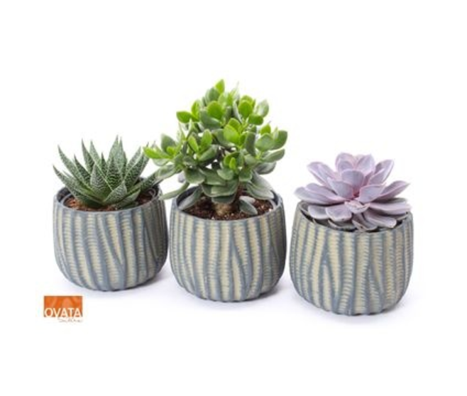 SUCCULENTE CERAM