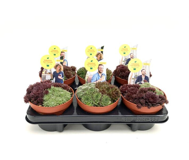 SEMPERVIVUM X3