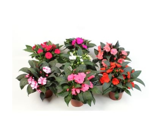 IMPATIENS GUINEE VARIEES