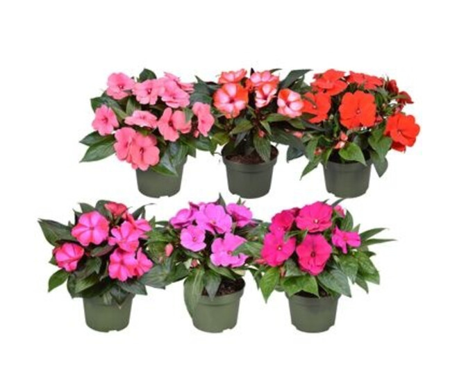 IMPATIENS GUINEE VARIEES