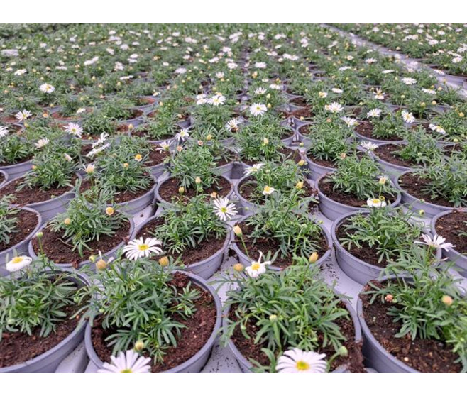 BRACHYSCOME BLANC