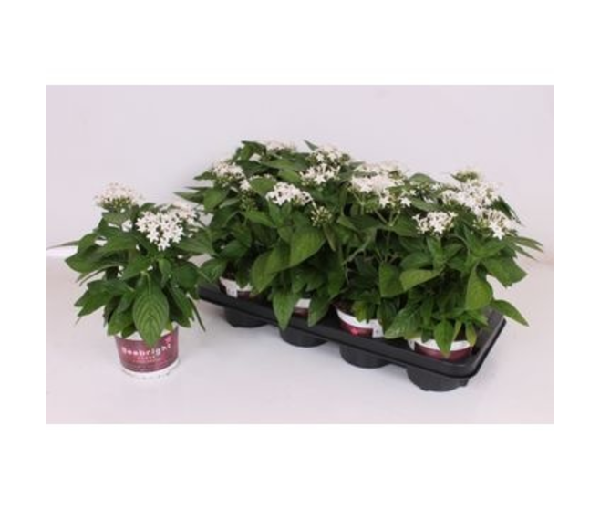 PENTAS BLANC