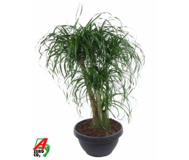 BEAUCARNEA RAMIFIE COUPE