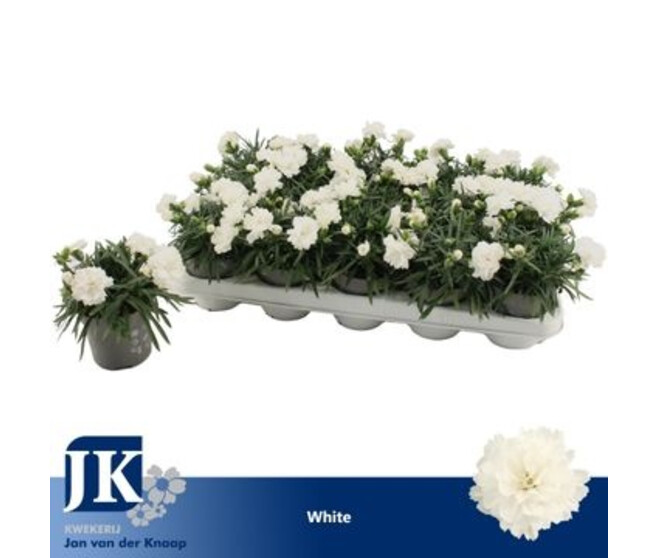 OEILLET BLANC