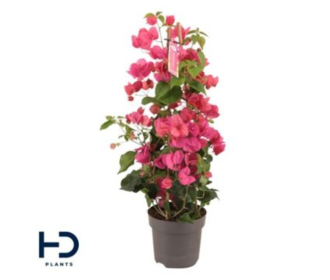 BOUGAINVILLIER ROUGE PYRAM